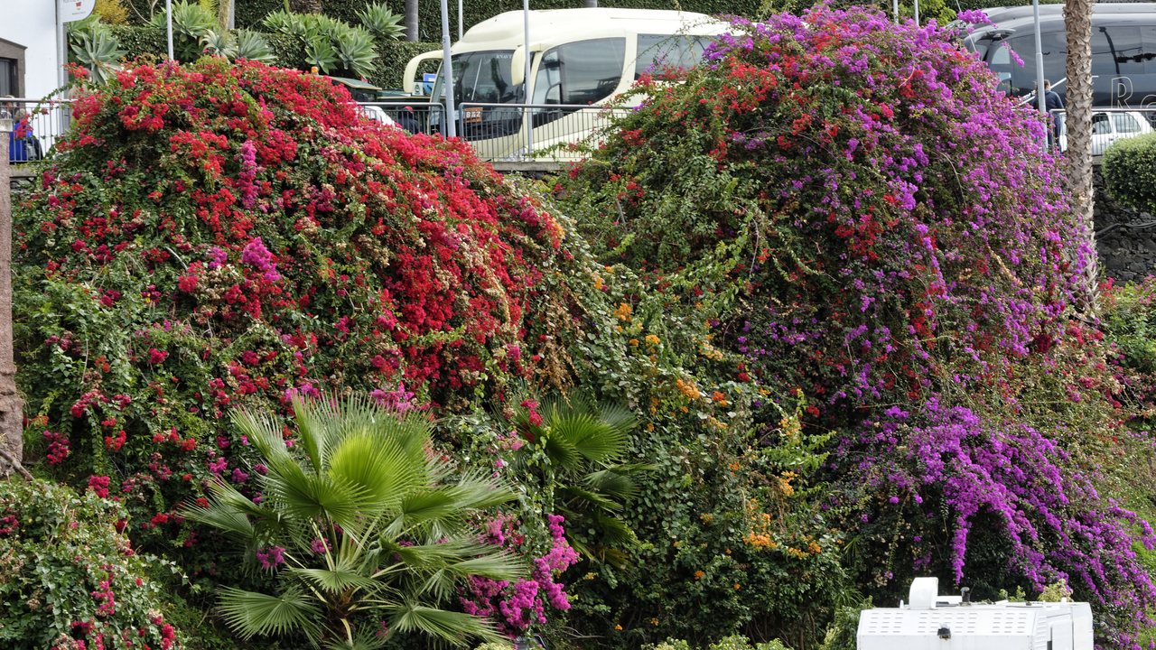 20191218 112336•Camara de Lobos•Madeira•Portugal